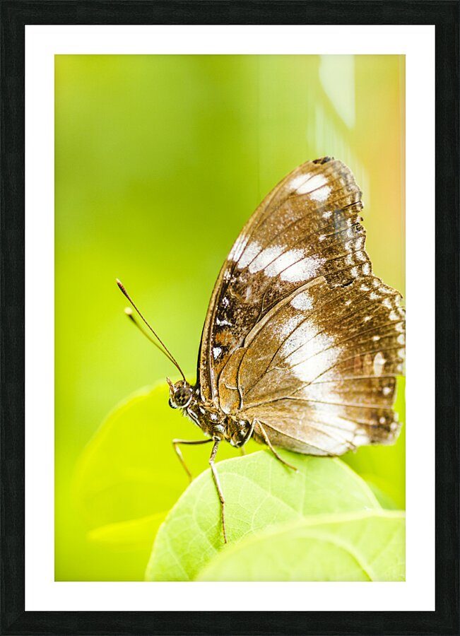 Tropical exotics Picture Frame print