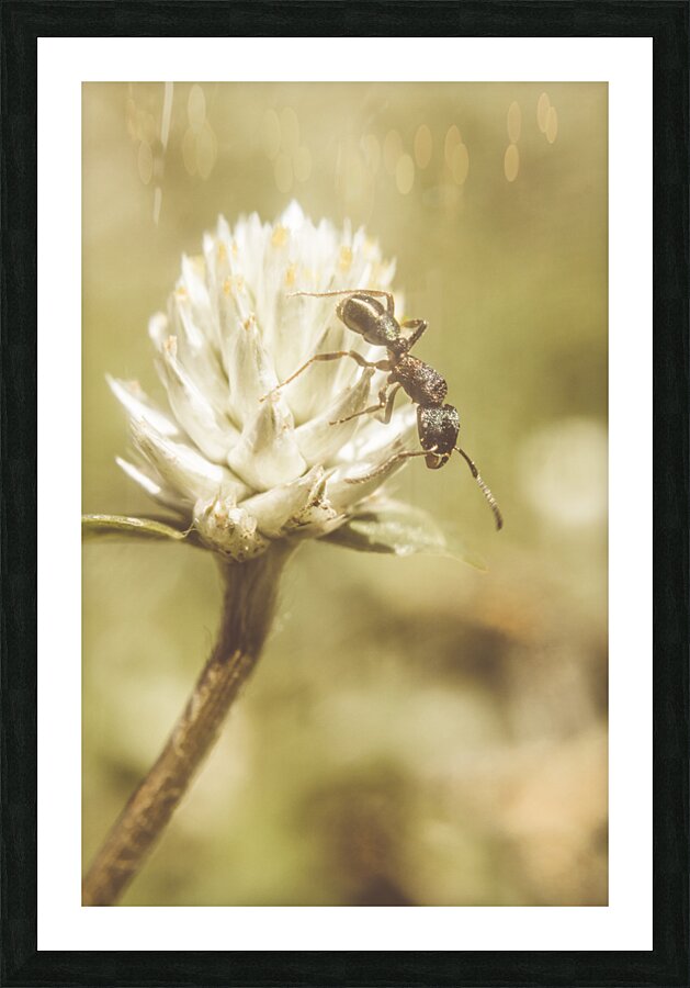 Ant ique  Picture Frame print