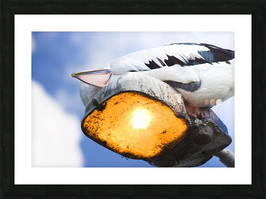 Summer Siesta Picture Frame print