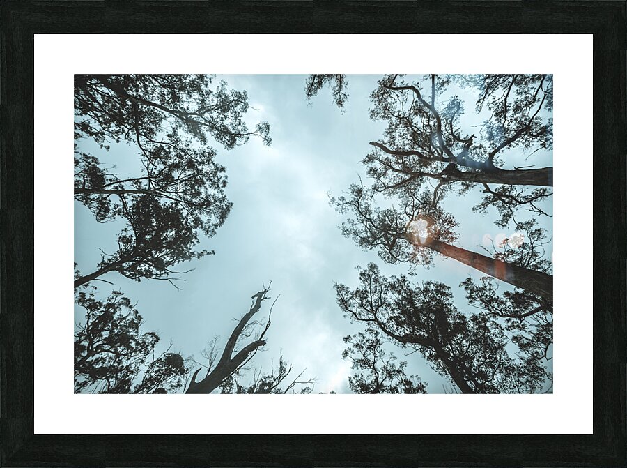 Midnight Canopy Picture Frame print