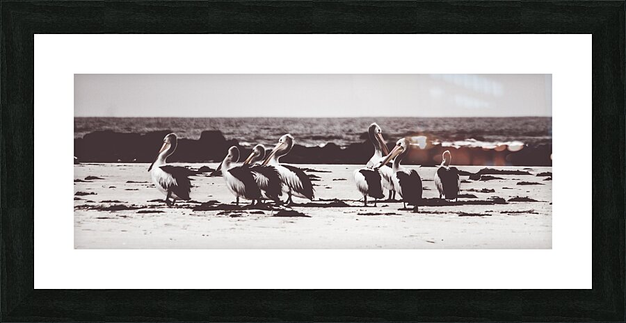 Pelican panorama Picture Frame print