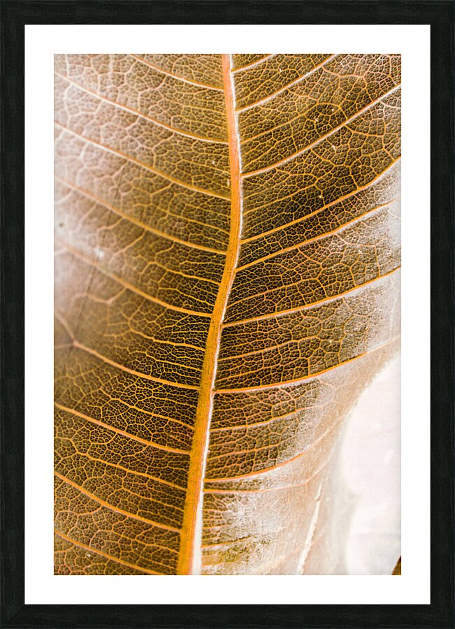 Natures intricacies Picture Frame print