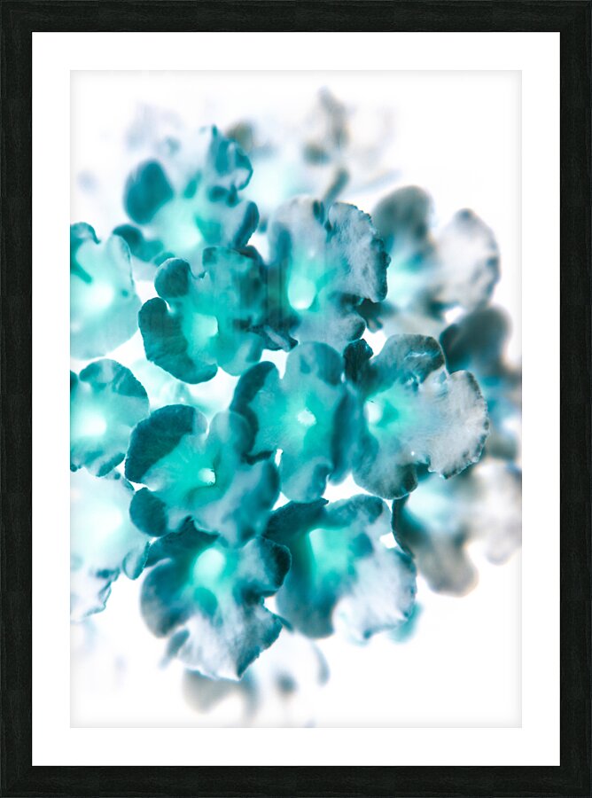 Lantana blue Picture Frame print