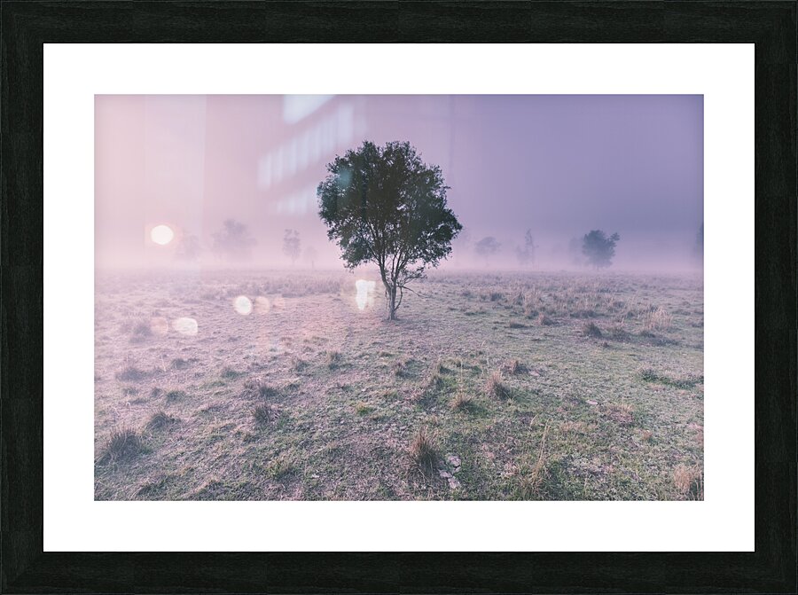 New South Wales foggy meadow Picture Frame print