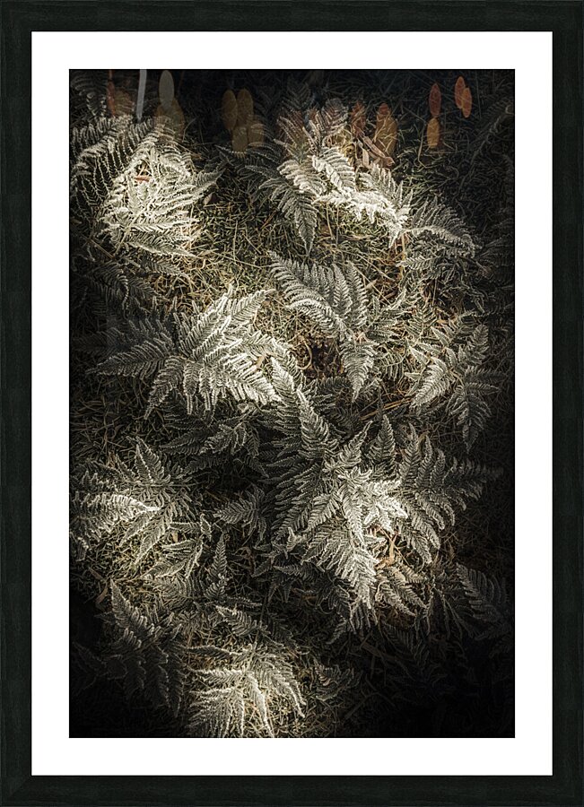 Frost ferns Picture Frame print