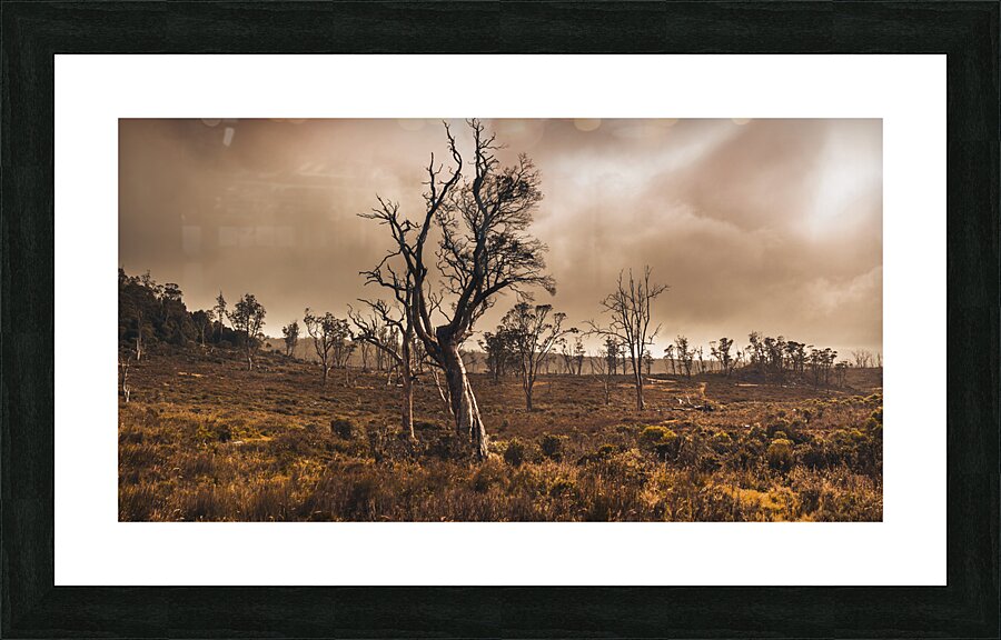 Dark horror landscape of a creepy haunted forest Picture Frame print