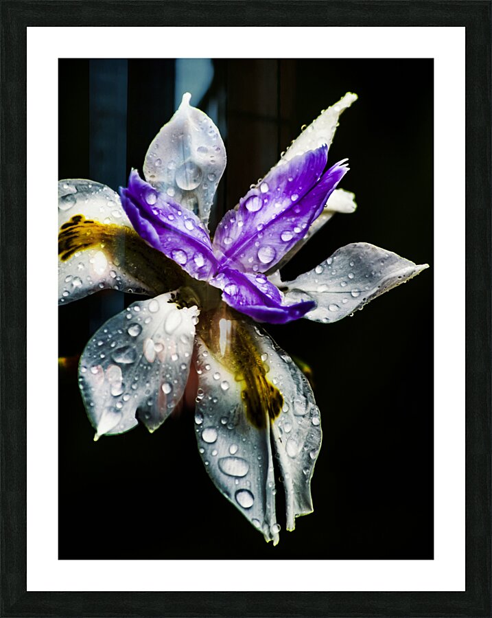 Tropical Iris Picture Frame print