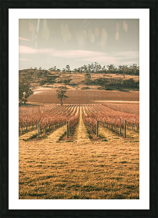 Cranbrook vineyard Picture Frame print