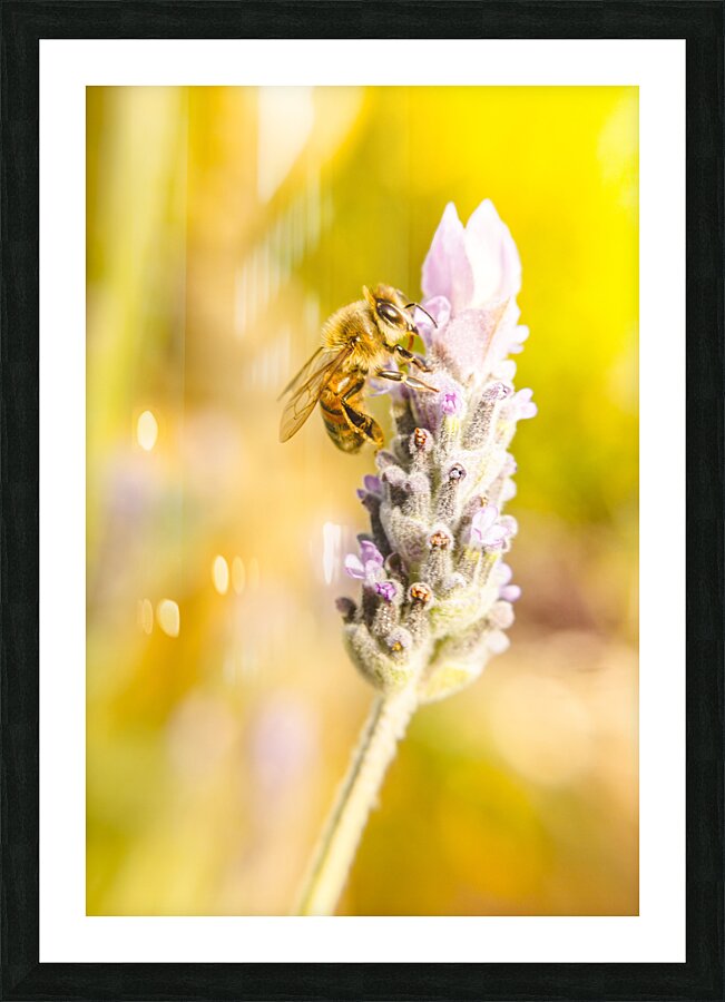 Lavender bee Picture Frame print