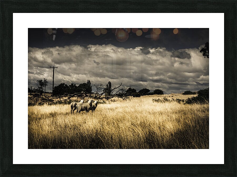 Tasmania landscape of an outback cattle station Picture Frame print