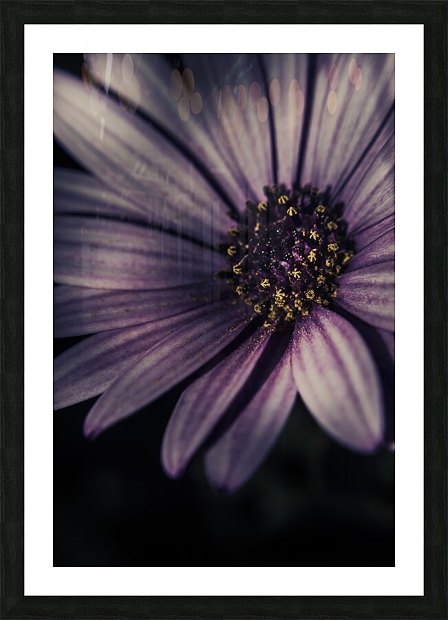 Twilight daisy Picture Frame print