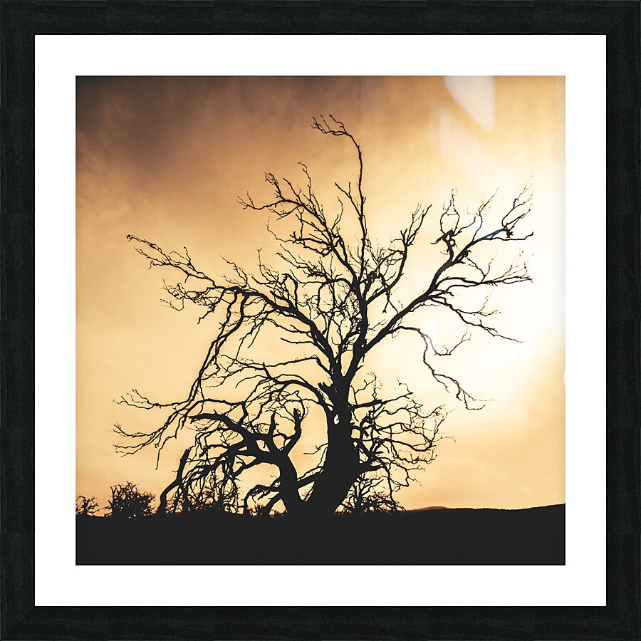 Dead tree silhouette Picture Frame print