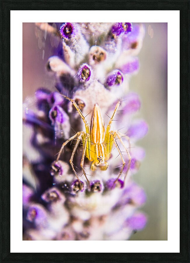 Jumping Spider Picture Frame print