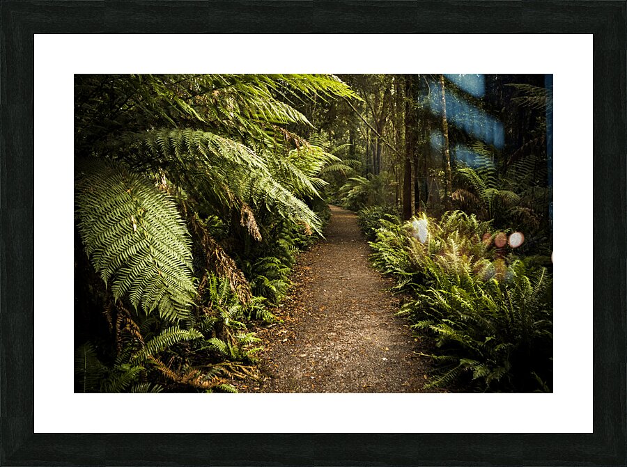 Lush green Tasmanian forest trail in Strahan Picture Frame print