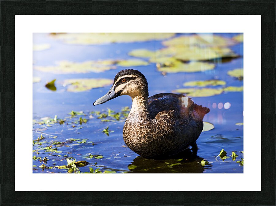 Pond Duck Picture Frame print