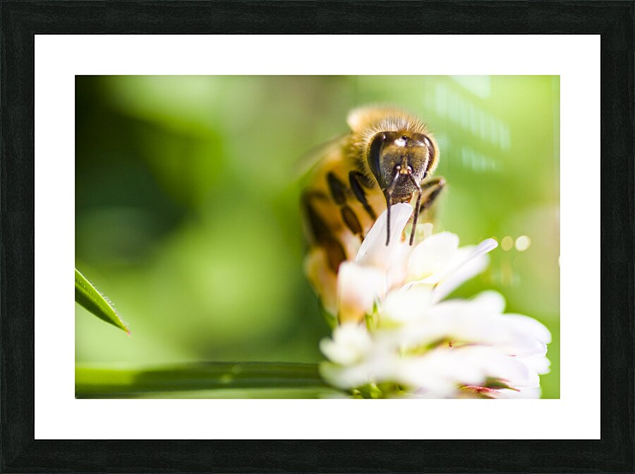 Honey Bee On Clover Flower Picture Frame print