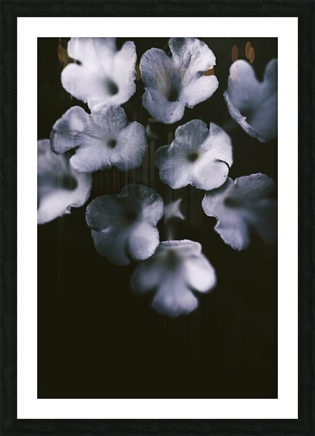 Artistic dark blue flowers in night winter garden Picture Frame print