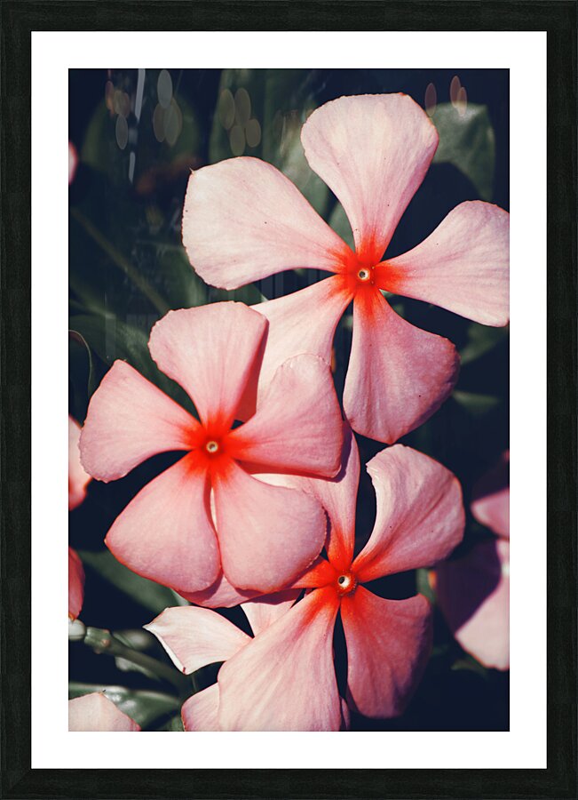 Flowering Pink Periwinkle Picture Frame print