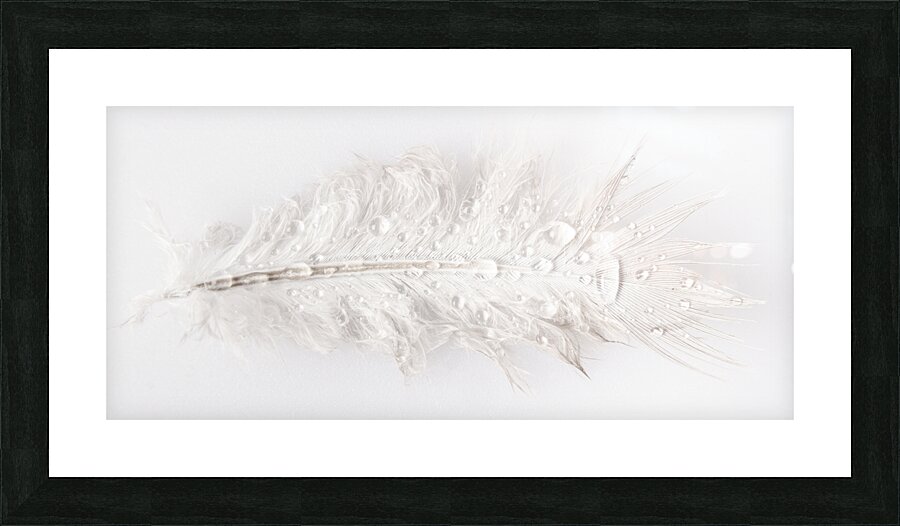 Feathery Picture Frame print