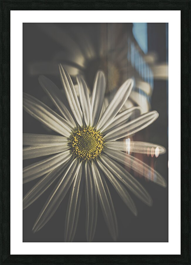 May Daisy Picture Frame print