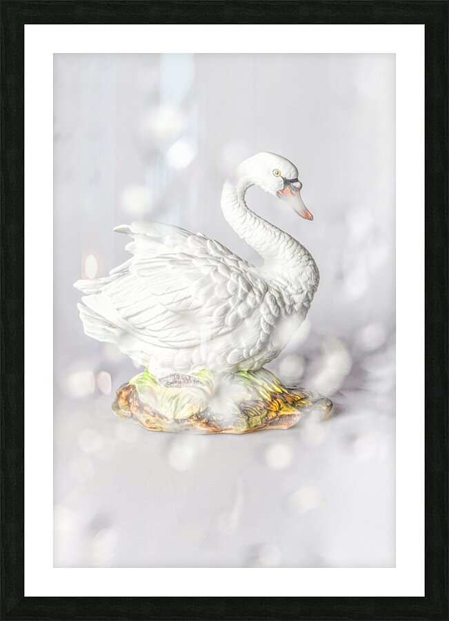 White swan Picture Frame print