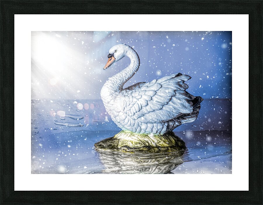 Snowy river swan Picture Frame print
