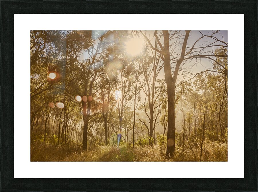 Sunflares And Foliage Picture Frame print