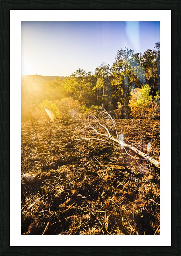 Country Clearing  Picture Frame print