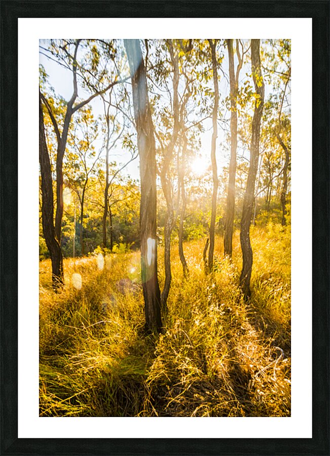 Wooded Light Picture Frame print