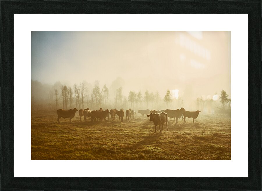 Foggy Farm Picture Frame print