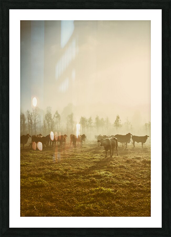 Cow Country Picture Frame print