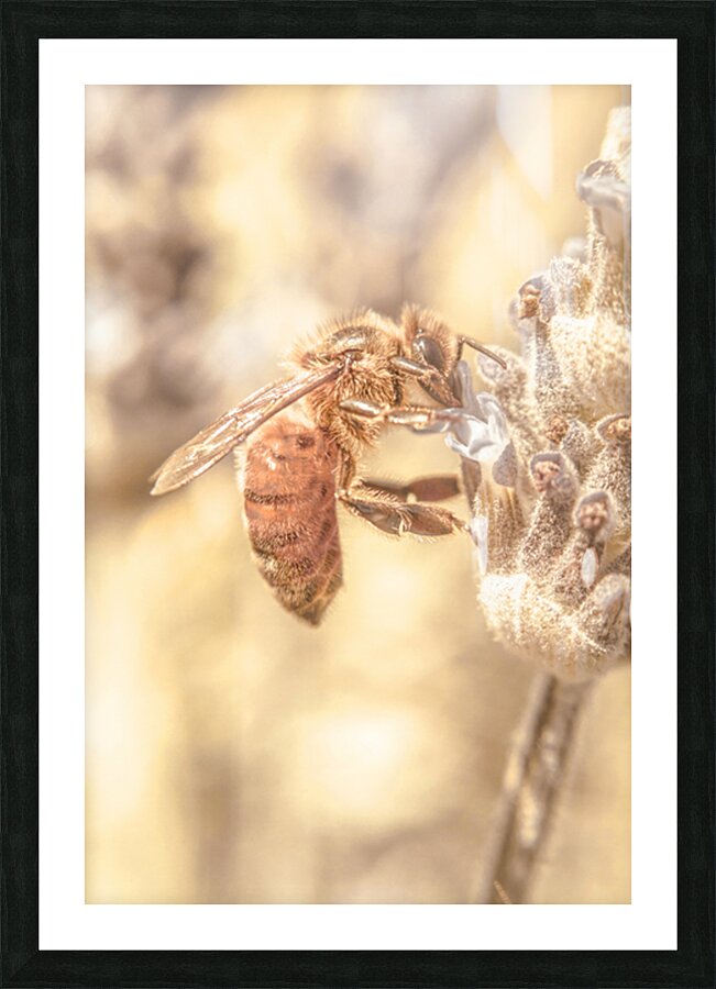 Summery Bee Picture Frame print