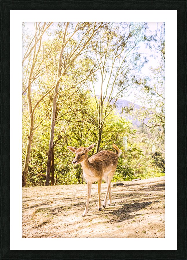 Deer Exploring A Sunlit Forest Field Picture Frame print