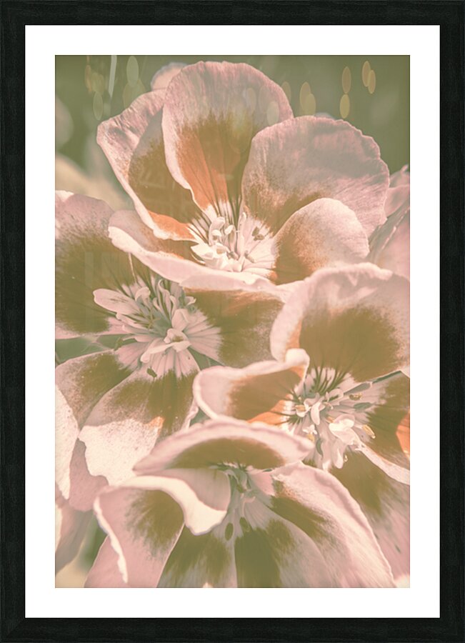 Geranium Wash Picture Frame print