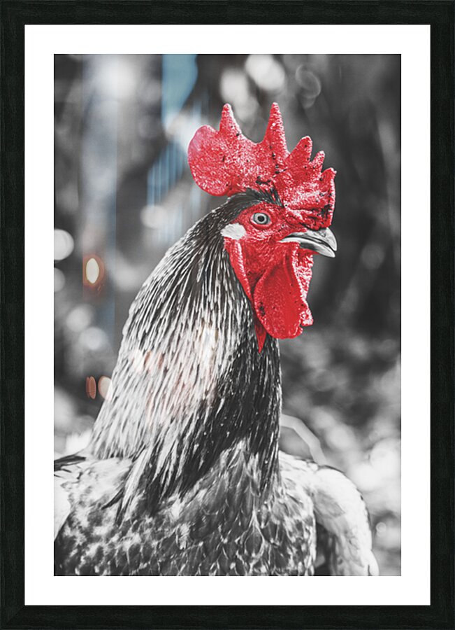 Rooster Red  Picture Frame print