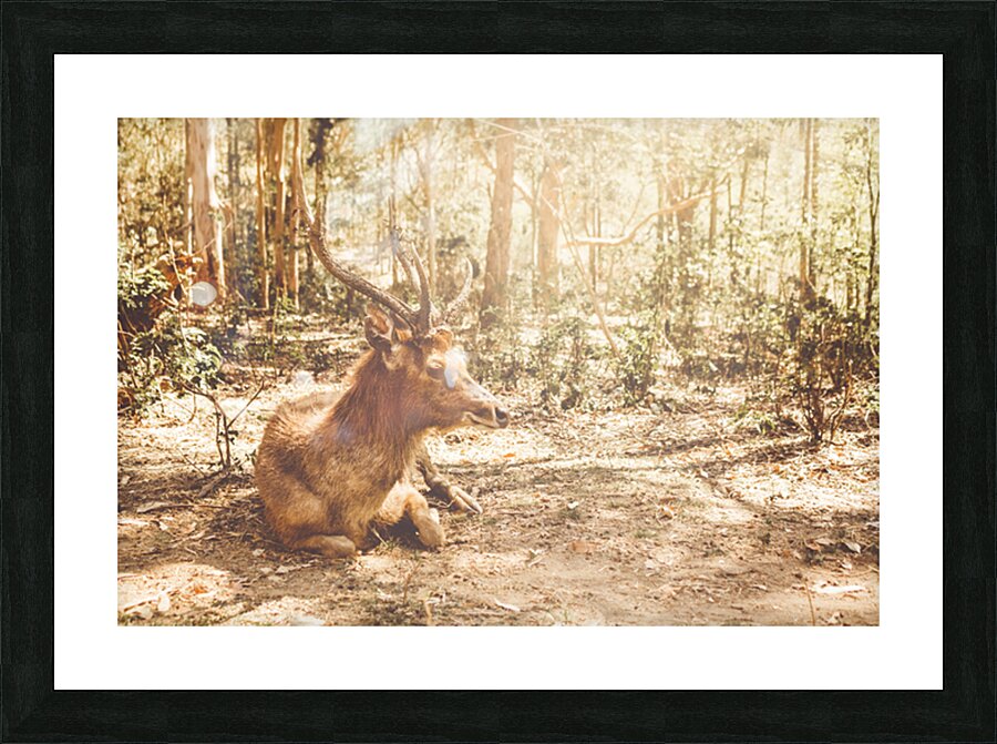 Forest Deer Picture Frame print