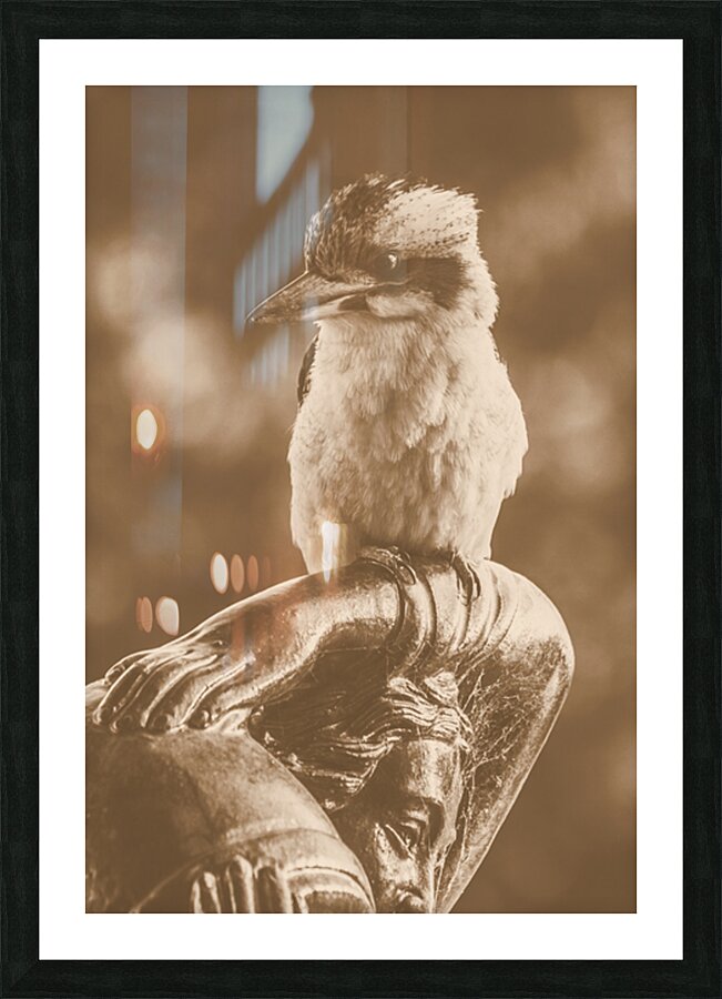 Courtyard Kookaburra Picture Frame print