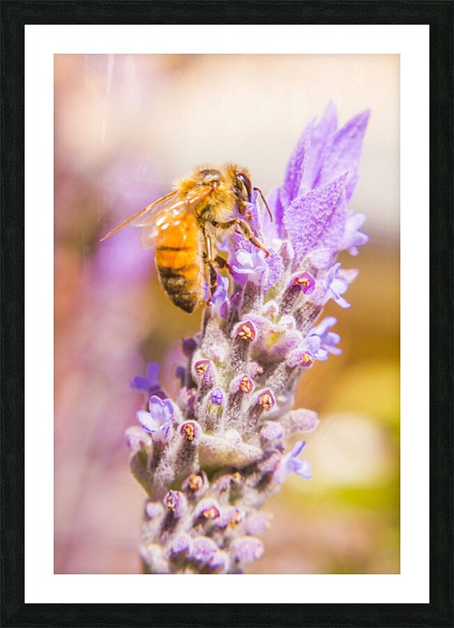 Busy Bee Picture Frame print
