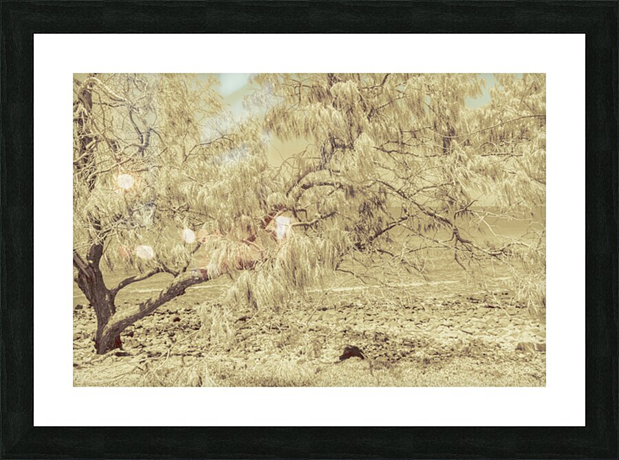 Casuarina Antiquity Picture Frame print