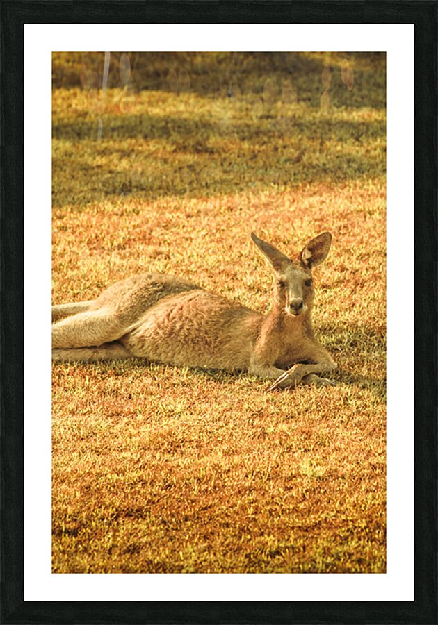 Australian Lawn Mower Picture Frame print