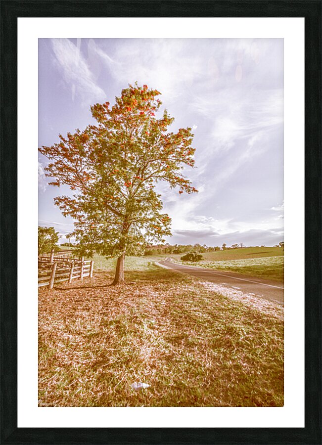 Golden Wattle Lane Picture Frame print