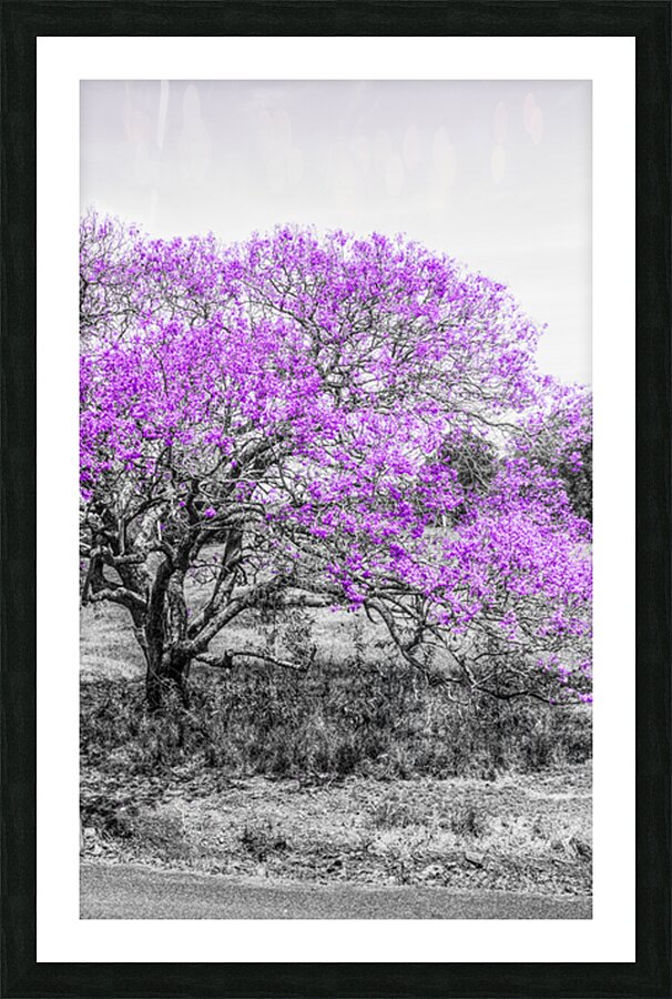 Jacaranda Hues Picture Frame print