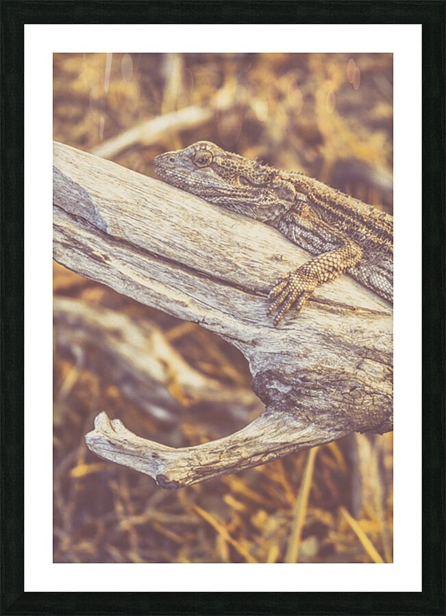 Outback Afternoons Picture Frame print