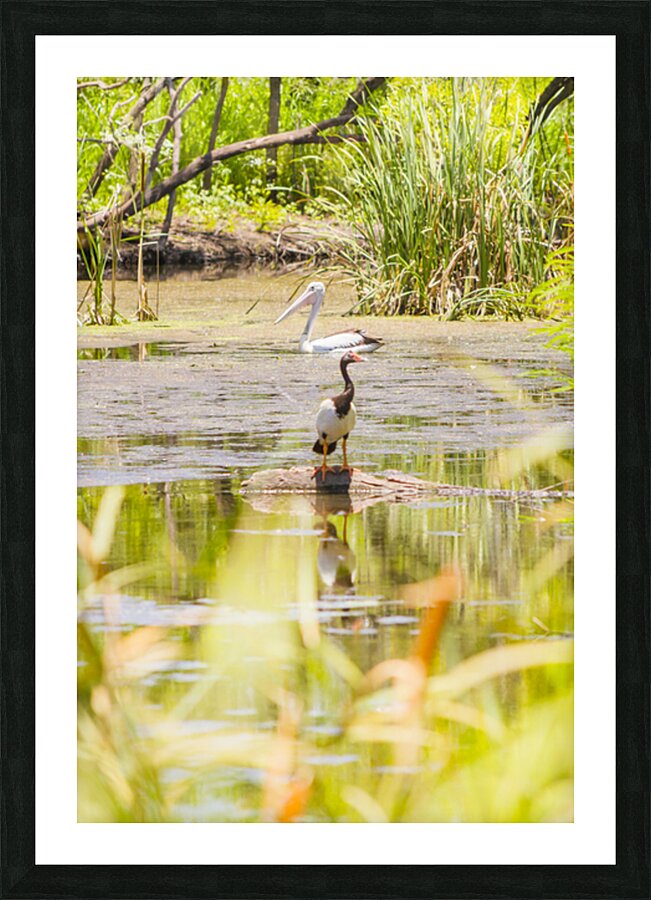 Ban Ban Springs Picture Frame print