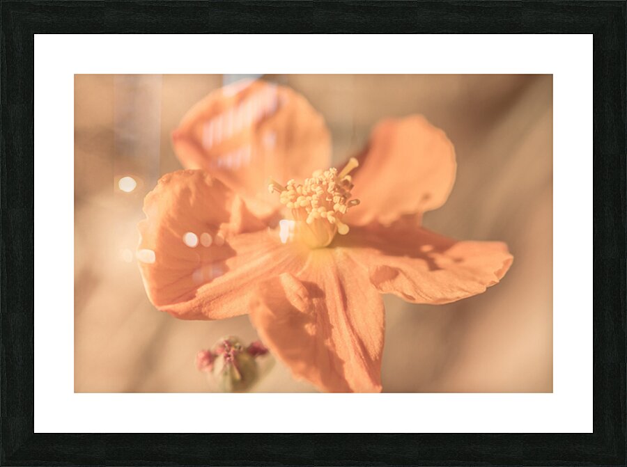 Softness And Serenity Picture Frame print