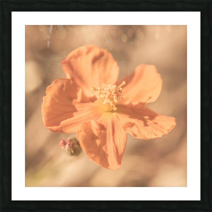 Wildflower Wonders Picture Frame print