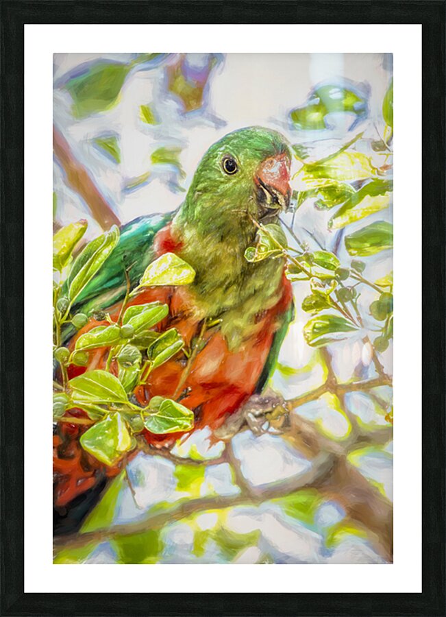  Australian King Parrot Picture Frame print