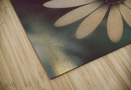 Two daisies growing in a spring garden field Jorgo puzzle