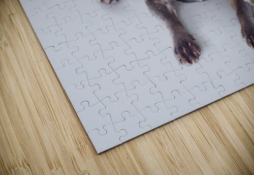 Isolated newspaper dog carrying latest news Jorgo puzzle