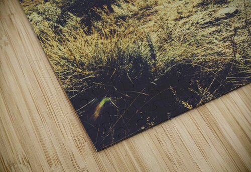 The last light Jorgo puzzle